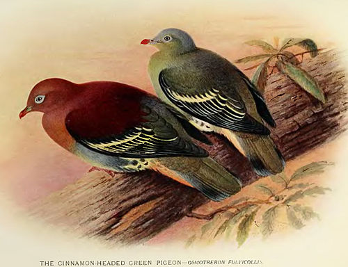 Cinnamon-headed green pigeon